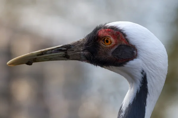 Weißnappenkranich — Stockfoto