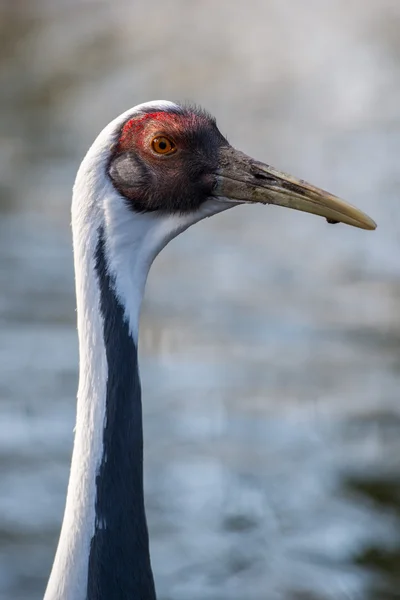 Vitknäppt kran — Stockfoto