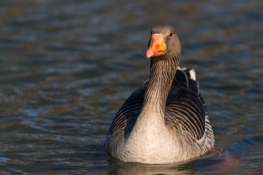 Boz kaz, anser anser