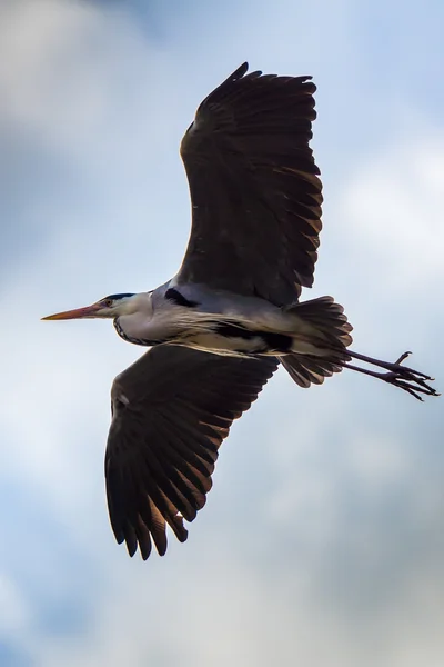 Fågel grå häger ardea cinerea — Stockfoto