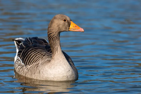 Greylag Goose, Anser anser megye — Stock Fotó