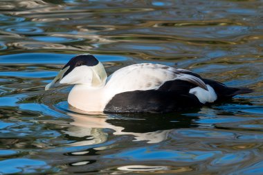 ortak eider - somateria mollissima