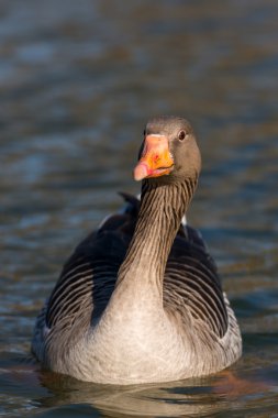 Boz kaz, anser anser