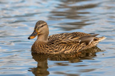 Yaban ördeği - anas platyrhynchos