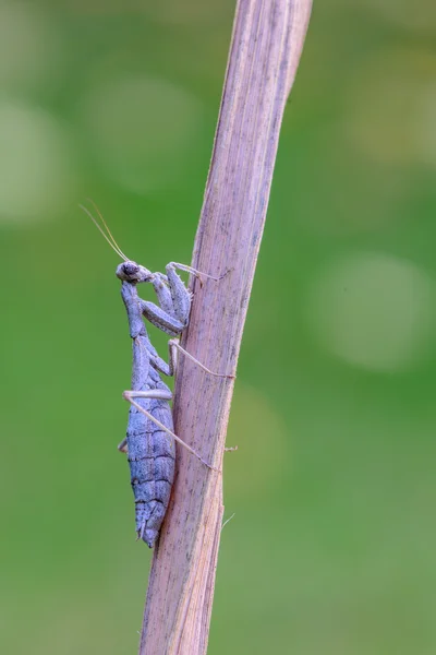 Mantis - Ameles sp. — Stok fotoğraf
