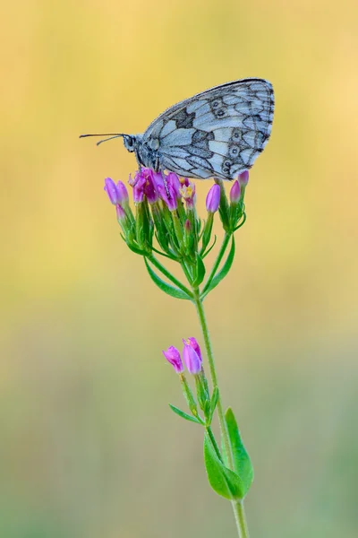 Marbled White — Stock Photo, Image