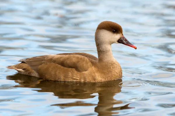 Pochard à aigrettes - Netta rufina — Photo