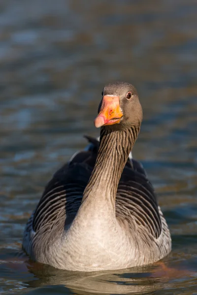 Ganso Greylag, Anser anser — Fotografia de Stock