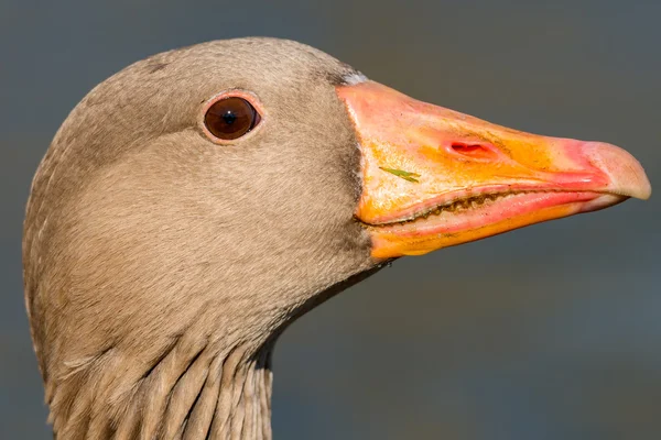 Ganso Greylag — Fotografia de Stock