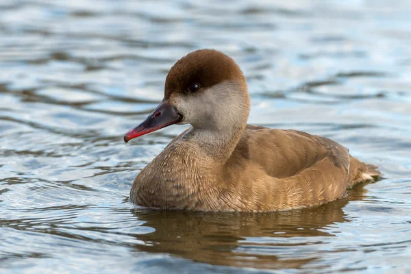 Pochard de cresta roja - Netta rufina —  Fotos de Stock