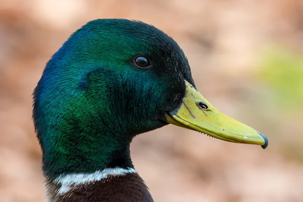 Pato-real - anas platyrhynchos — Fotografia de Stock