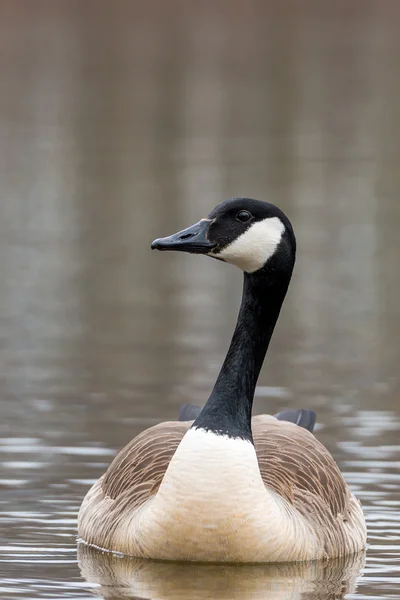 カナダガチョウ- Branta canadensis — ストック写真