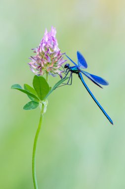 şeritli telli - calopteryx çiçeği 
