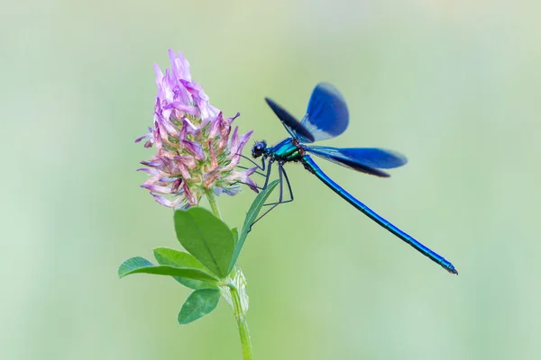 Gebänderte Demoiselle - Calopteryx splendens — Stockfoto