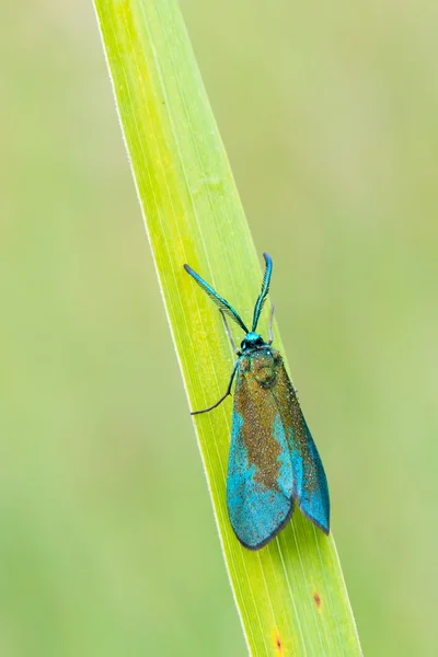 Motýlí trávnička sp. — Stock fotografie