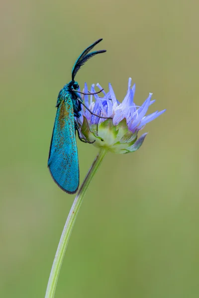 Motýlí trávnička sp. — Stock fotografie