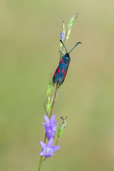 Zygaena filipendulae makro — Stok fotoğraf