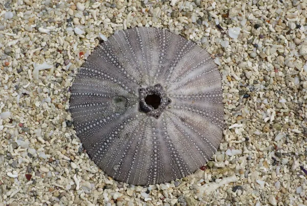 Vecchio riccio di mare — Foto Stock