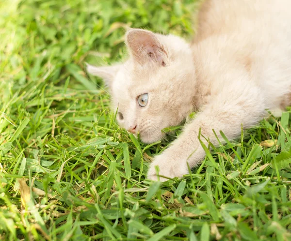 Nyfiken katt — Stockfoto