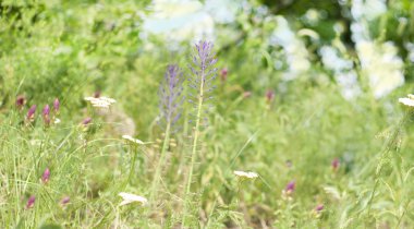 Olay yerinden ahşap