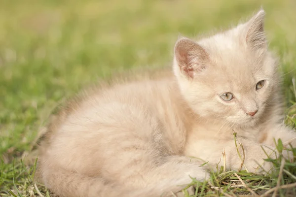 Kitty Cicka — Stock fotografie