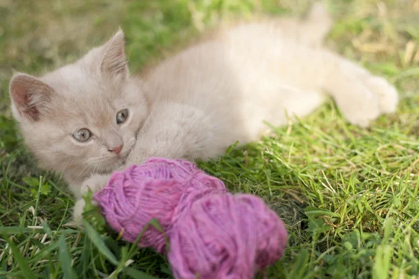 yün ile oynayan kedi