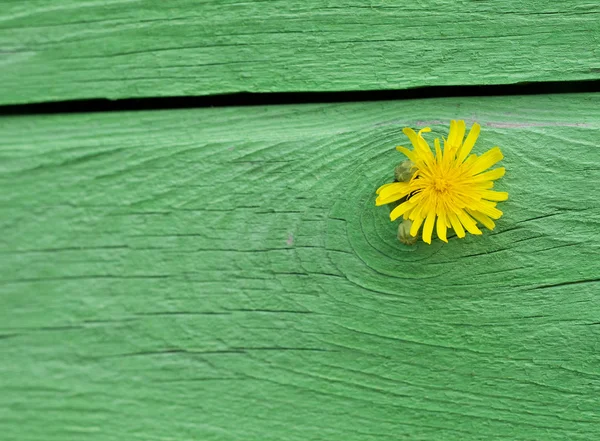 Yeşil ahşap ve karahindiba