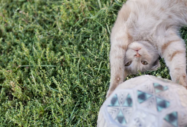 Katt målvakt — Stockfoto