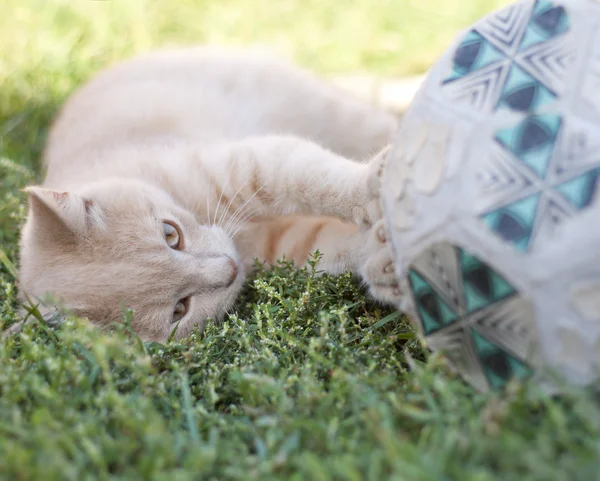 zaman aşımı - yorgun kedi