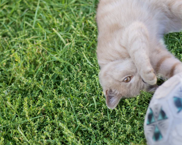 kedi - oynak futbolcu
