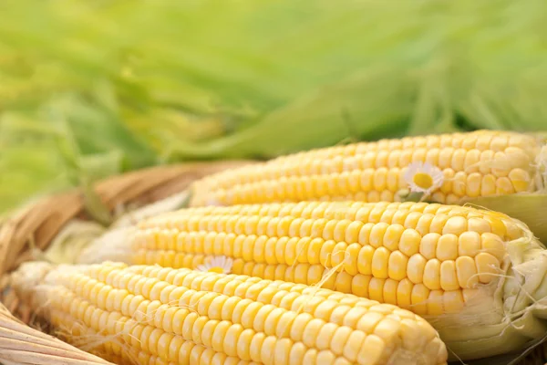 Mısır tarlasında bir hasır sepet