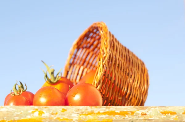 Cerise tomate — Photo