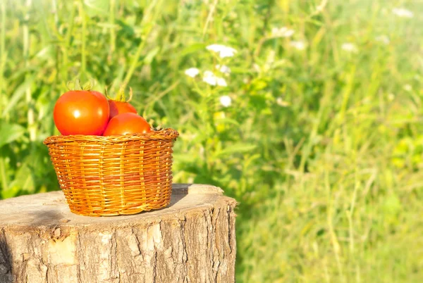 Domácí nejsou ošetřeny rajče — Stock fotografie