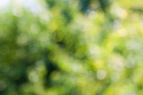 Grüner verschwommener Hintergrund. — Stockfoto