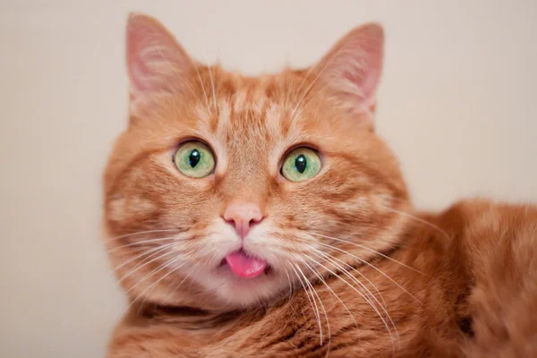 Un gato jengibre . Imagen De Stock