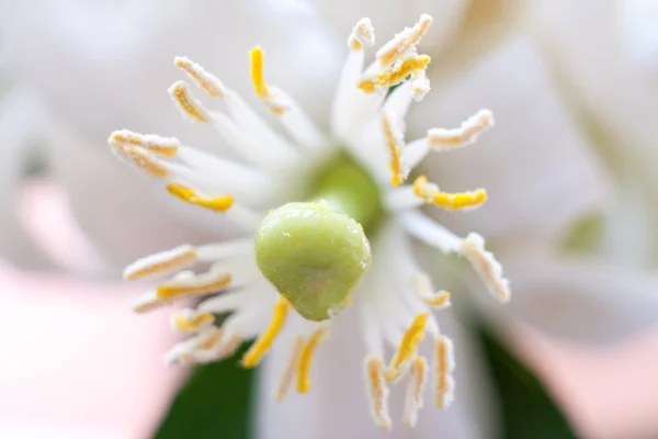 Limon çiçeği. — Stok fotoğraf