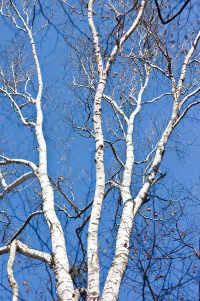 Três tronco de bétula branco . — Fotografia de Stock
