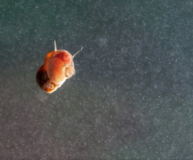 bir salyangoz cam yüzeyi.