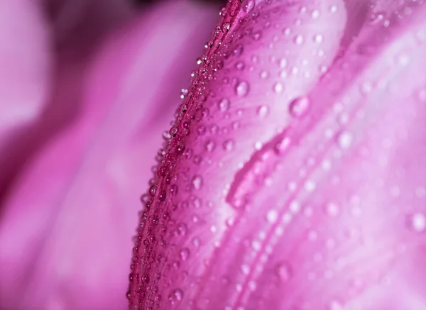 Waterdruppel op roze bloemblaadjes tulip. — Stockfoto