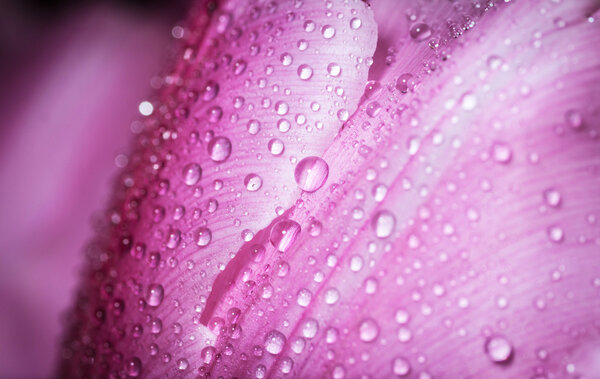 Water drop on pink petals tulip's.