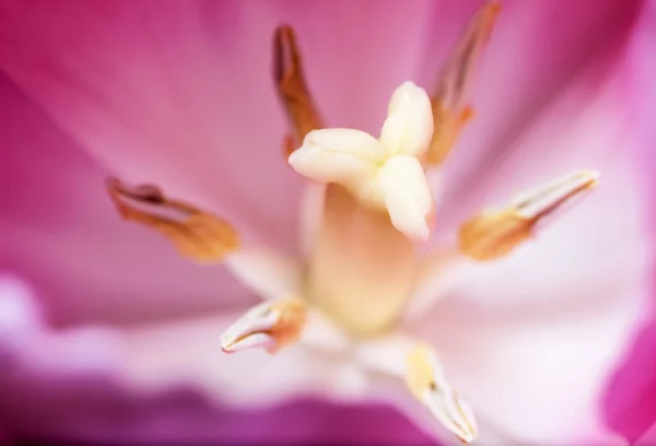 Roze tulp met meeldraad en stampers. — Stockfoto