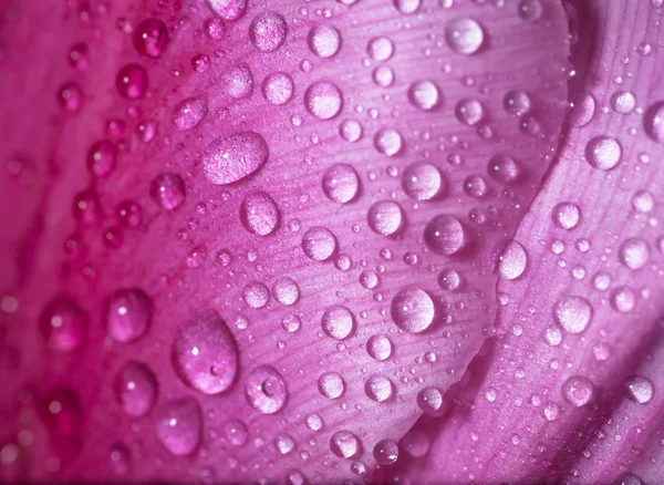 Gota de agua sobre pétalos rosados tulipán . — Foto de Stock