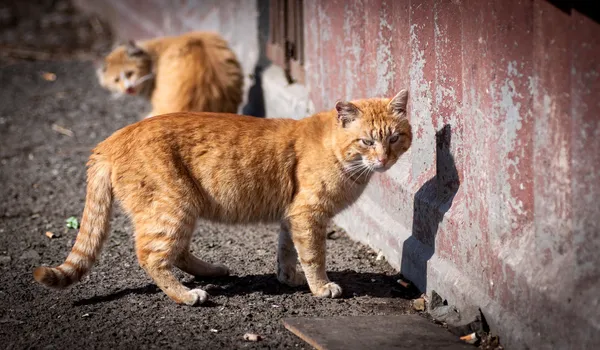 Gatos callejeros . — Foto de Stock