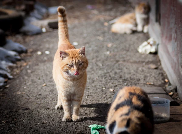 Gatos callejeros . — Foto de Stock