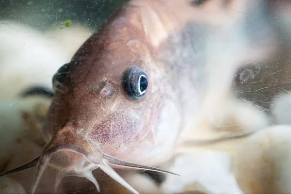 Corydoras bagre . —  Fotos de Stock