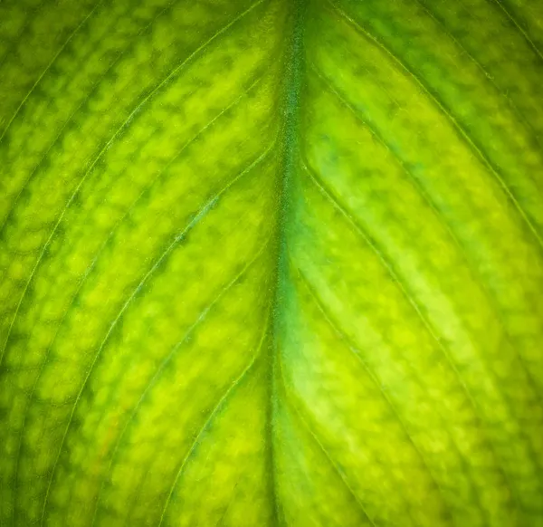 Detalle de una hoja . —  Fotos de Stock