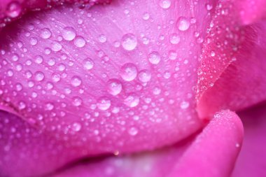 su damlası üzerinde pembe yaprakları gül.