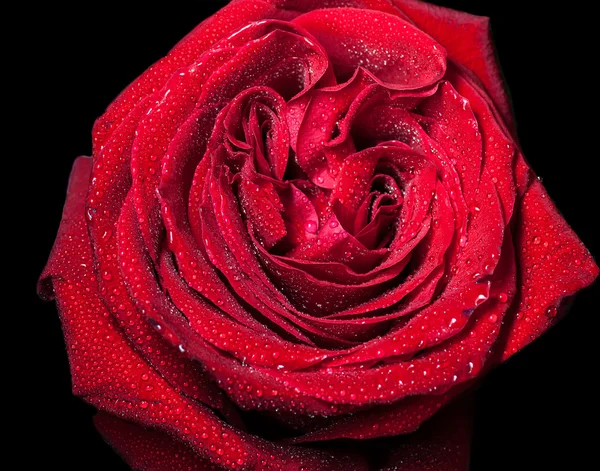 Red rose. — Stock Photo, Image