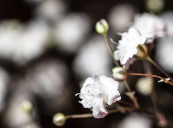 白花鲜花. — 图库照片