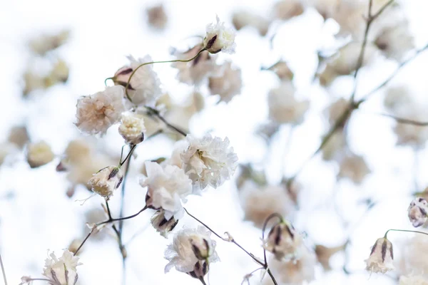 White flower. — Stock Photo, Image